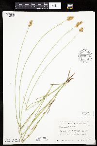 Carex bicknellii image