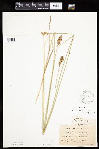 Carex bicknellii image