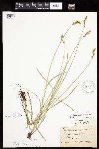 Carex bicknellii image