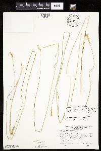 Carex bicknellii image