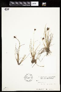 Carex bicolor image