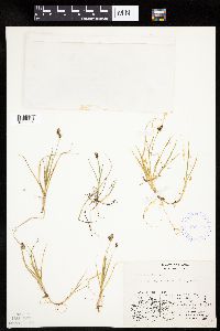 Carex bicolor image