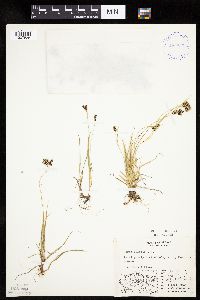 Carex bicolor image