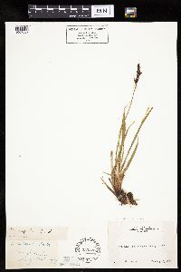 Carex bigelowii image