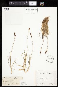 Carex bigelowii image