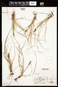 Carex bigelowii image