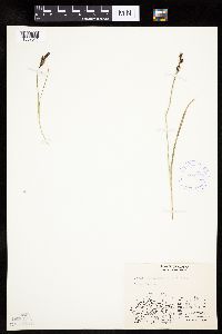 Carex bigelowii image