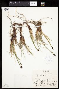 Carex bigelowii image