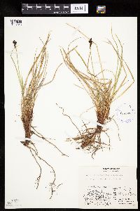 Carex bigelowii image
