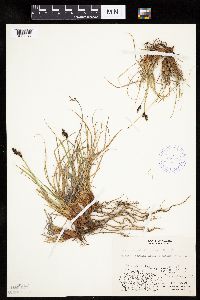 Carex bigelowii image