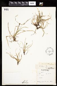 Carex bigelowii image