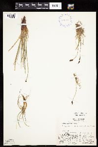 Carex bigelowii image