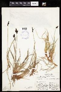 Carex bigelowii image