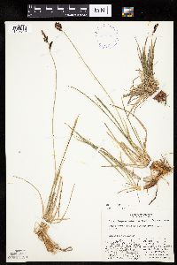 Carex bigelowii image