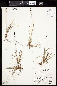 Carex bigelowii image