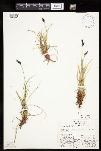 Carex bigelowii image