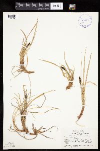 Carex bigelowii image