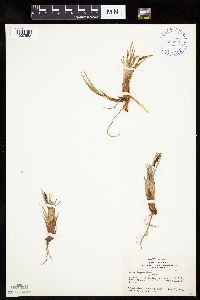 Carex bigelowii image