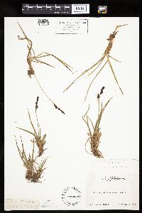 Carex bigelowii subsp. bigelowii image