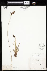 Carex bigelowii subsp. bigelowii image