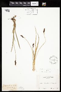 Carex bigelowii subsp. bigelowii image