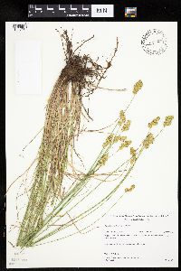Carex merritt-fernaldii image