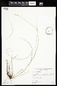 Carex merritt-fernaldii image