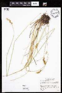 Carex merritt-fernaldii image