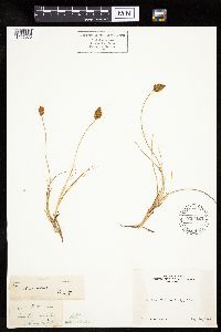 Carex breweri image