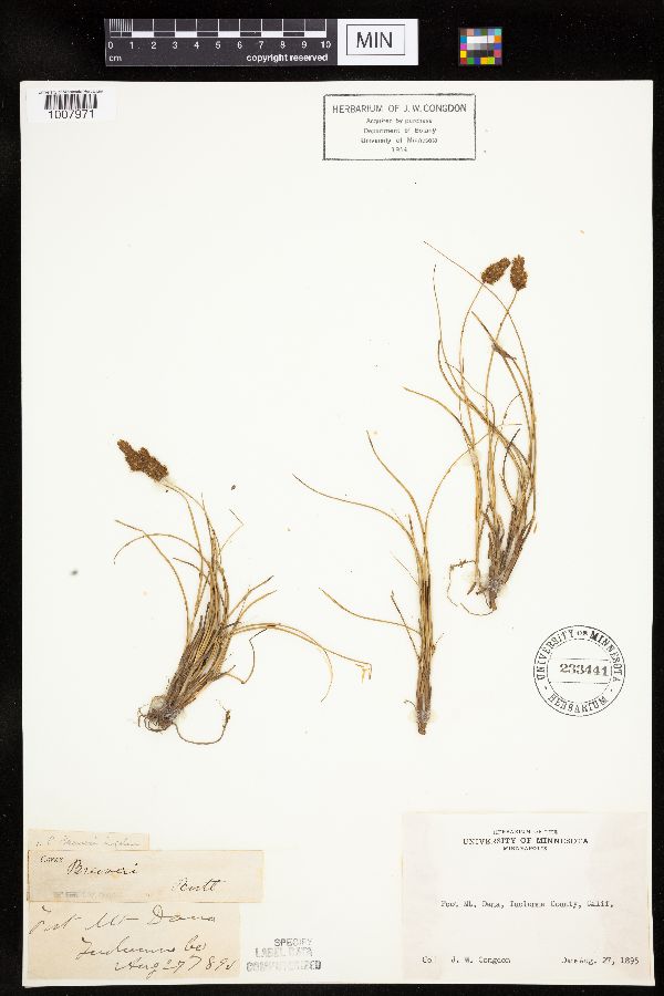 Carex breweri image