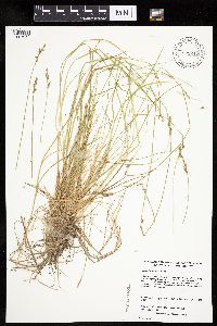 Carex bromoides image