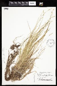 Carex bromoides image