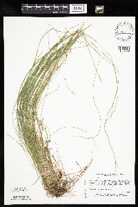 Carex bromoides image
