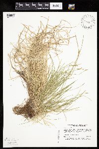 Carex bromoides image