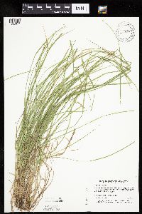 Carex bromoides image