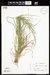 Carex bromoides image