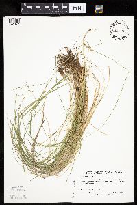 Carex bromoides image