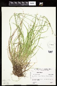 Carex bromoides image