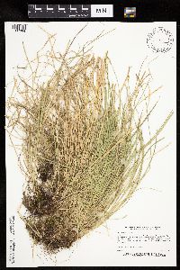 Carex bromoides image