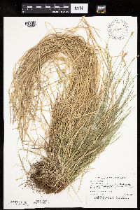 Carex bromoides image