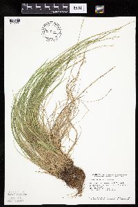 Carex bromoides image