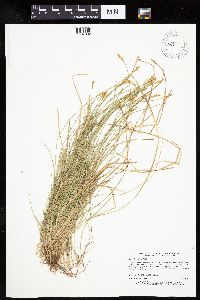 Carex bromoides image