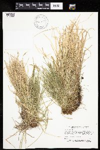 Carex bromoides image