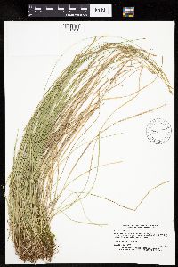 Carex bromoides image