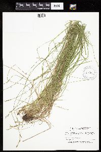 Carex bromoides image