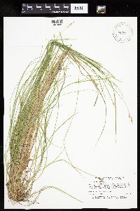 Carex bromoides image