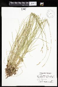 Carex bromoides image