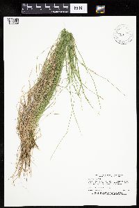 Carex bromoides image