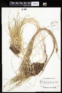 Carex bromoides image