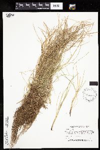 Carex bromoides image
